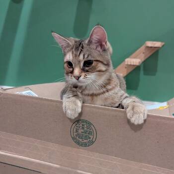 Imani -  Domestic Short Hair Cat for Adoption in La Grange, Kentucky - Imani | PetCurious