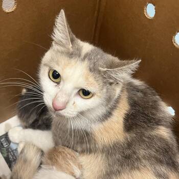 Domestic Short Hair Cats Available for Adoption in Austin, Texas - Sweet Treat | PetCurious