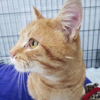 Thor Oliver -  Domestic Short Hair Cat for Adoption in Mondovi, Wisconsin - Thor Oliver | PetCurious