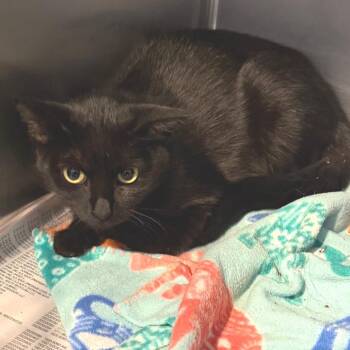 Binxy -  Domestic Medium Hair Cat for Adoption in Belleville, Illinois - Binxy | PetCurious