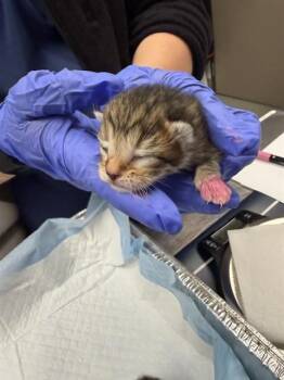 Domestic Short Hair Cats Available for Adoption in Ontario, California - NURSING - NEEDS A FOSTER | PetCurious