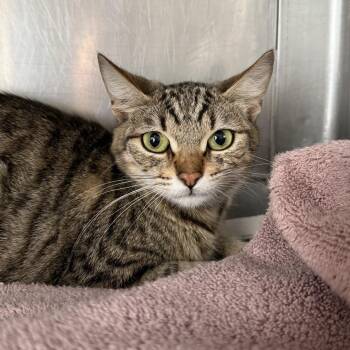 Lexi -  Domestic Short Hair Cat for Adoption in Long Beach, California - Lexi | PetCurious