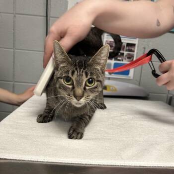 Emmie (Holland Cat Cove) -  Domestic Short Hair Cat for Adoption in West Olive, Michigan - Emmie (Holland Cat Cove) | PetCurious