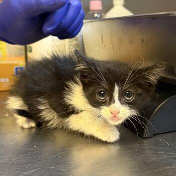 TUSC-Stray-84787 -  Domestic Short Hair Cat for Adoption in Tuscaloosa, Alabama - TUSC-Stray-84787 | PetCurious