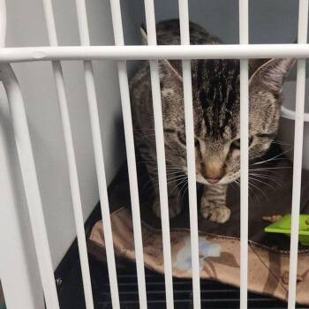 Trisket -  Domestic Short Hair Cat for Adoption in Kingman, Arizona - Trisket | PetCurious