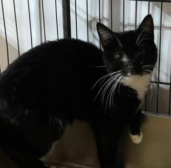 Domestic Short Hair Cats Available for Adoption in Dalton, Georgia - Lindy | PetCurious