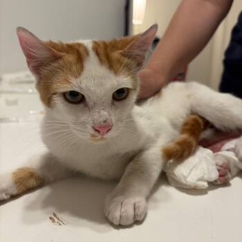 Domestic Short Hair Cats Available for Adoption - Murphy | PetCurious