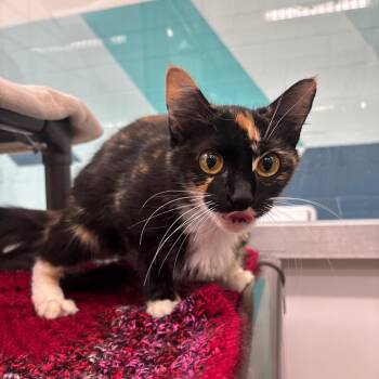 Rollette -  Domestic Medium Hair Cat for Adoption in Corpus Christi, Texas - Rollette | PetCurious