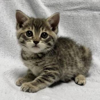 Bean -  Domestic Short Hair Cat for Adoption in Jackson, Michigan - Bean | PetCurious