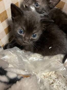 Domestic Short Hair Cats Available for Adoption in Palmetto, Florida - A135428 | PetCurious