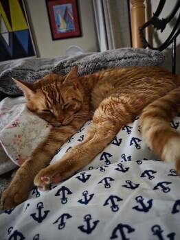 Rescue Domestic Short Hair Cats for Adoption in Tustin, California - Potato | PetCurious