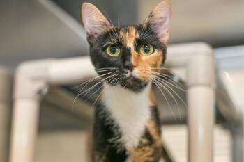 SAKE -  Domestic Short Hair Cat for Adoption in Charlotte, North Carolina - SAKE | PetCurious