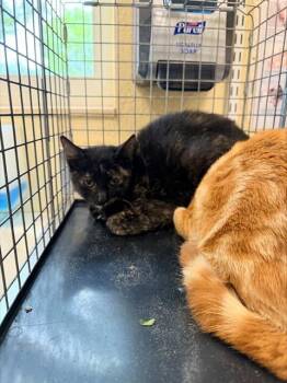 BUTTERCUP -  Domestic Short Hair Cat for Adoption in Fort Myers, Florida - BUTTERCUP | PetCurious