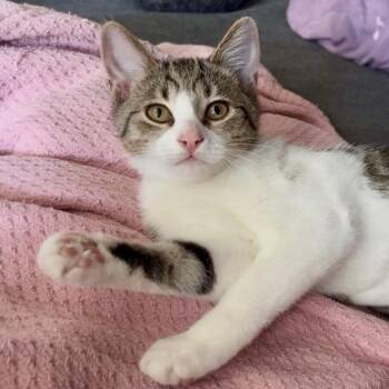 Maddie -  Tabby and Domestic Short Hair Cat for Adoption in Miami, Florida - Maddie | PetCurious