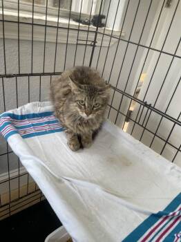 Jackson 26 -  Domestic Short Hair Cat for Adoption in North Richland Hills, Texas - Jackson 26 | PetCurious