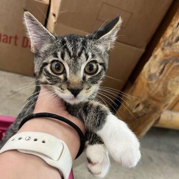 Terence -  Domestic Short Hair Cat for Adoption in Spanish Fork, Utah - Terence | PetCurious
