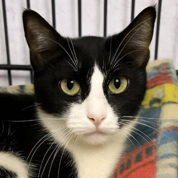 Rescue Domestic Short Hair Cats for Adoption in North Branford, Connecticut - 25-67 Chanterelle | PetCurious