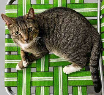 Peppermint Petty -  Domestic Short Hair Cat for Adoption in Bloomfield, New Jersey - Peppermint Petty | PetCurious