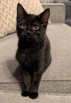 Remy -  Domestic Short Hair Cat for Adoption in Mokena, Illinois - Remy | PetCurious