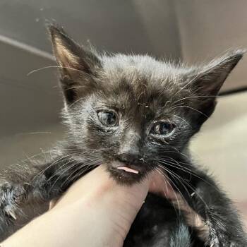 Wren -  Domestic Short Hair Cat for Adoption in Ardmore, Oklahoma - Wren | PetCurious