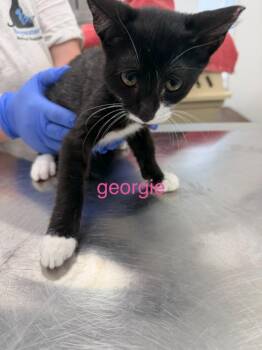 Georgie -  Domestic Short Hair Cat for Adoption in Cambridge, Maryland - Georgie | PetCurious