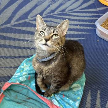 Stevie -  Domestic Short Hair Cat for Adoption in Morgan Hill, California - Stevie | PetCurious