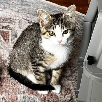 Betty -  Domestic Short Hair Cat for Adoption in Harrisonburg, Virginia - Betty | PetCurious