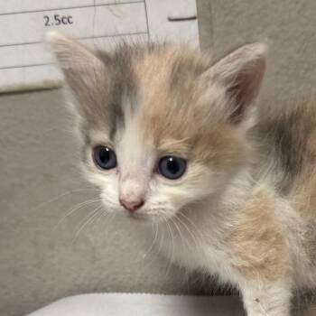 Shelby -  Domestic Short Hair Cat for Adoption in Yuma, Arizona - Shelby | PetCurious