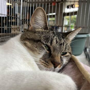 Muneca -  Domestic Short Hair Cat for Adoption in Parma, Ohio - Muneca | PetCurious