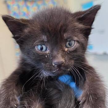 Shepard -  Domestic Short Hair Cat for Adoption in Council Bluffs, Iowa - Shepard | PetCurious