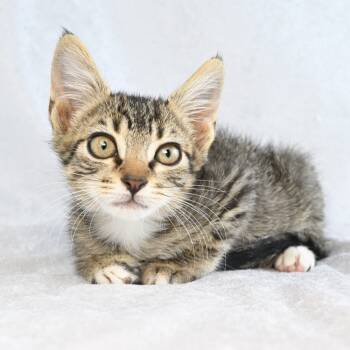 Rescue Domestic Short Hair Cats for Adoption in Mobile, Alabama - Remy | PetCurious