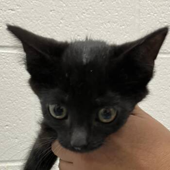 Tuti - Chow Hound Northland -  Domestic Short Hair Cat for Adoption in Grand Rapids, Michigan - Tuti - Chow Hound Northland | PetCurious