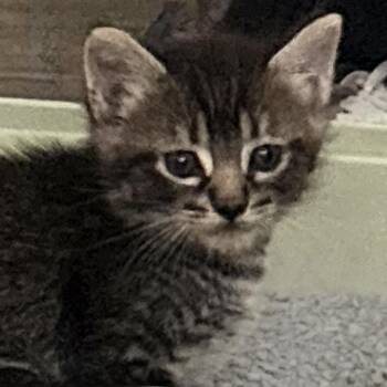 XSweet 30 -  Domestic Short Hair Cat for Adoption in Austin, Texas - XSweet 30 | PetCurious