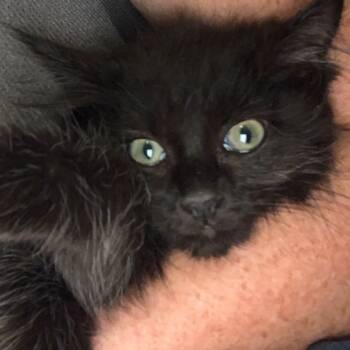 Rescue Domestic Short Hair Cats for Adoption in Grantsville, Utah - Sassy | PetCurious