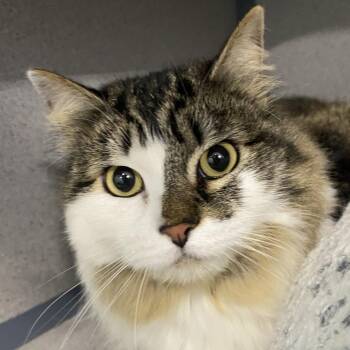 Domestic Medium Hair Cats Available for Adoption in Sheridan, Wyoming - Dorinda | PetCurious