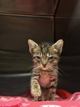 Domestic Short Hair Cats Available for Adoption in Doral, Florida - BENEDICT | PetCurious