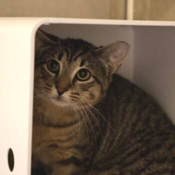 Domestic Short Hair Cats Available for Adoption in Briarcliff Manor, New York - Wabie | PetCurious