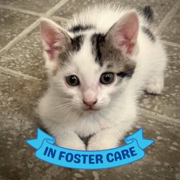 LILY -  Domestic Short Hair Cat for Adoption in Tallahassee, Florida - LILY | PetCurious