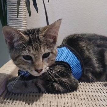 Benjiboo -  Domestic Short Hair Cat for Adoption in Jupiter, Florida - Benjiboo | PetCurious