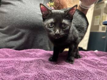 Rescue Domestic Short Hair Cats for Adoption in Raleigh, North Carolina - NINA | PetCurious