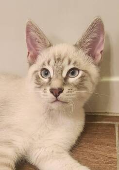 Siamese Cats Available for Adoption - Leo ( MP) | PetCurious