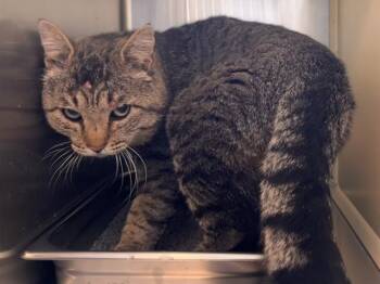 BARN DISCO -  Domestic Short Hair Cat for Adoption in Colorado Springs, Colorado - BARN DISCO | PetCurious