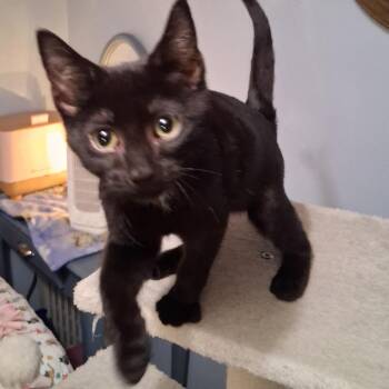 Kohl -  Domestic Short Hair Cat for Adoption in Buffalo, New York - Kohl | PetCurious