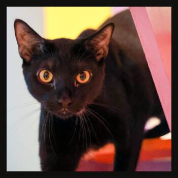 Aiden -  Domestic Short Hair Cat for Adoption in Topeka, Kansas - Aiden | PetCurious