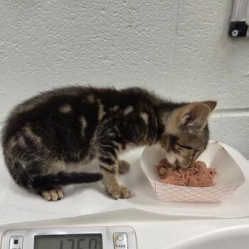 Mike -  Domestic Short Hair Cat for Adoption in Chattanooga, Tennessee - Mike | PetCurious
