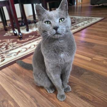 Russian Blue Cats Available for Adoption - Charlie | PetCurious