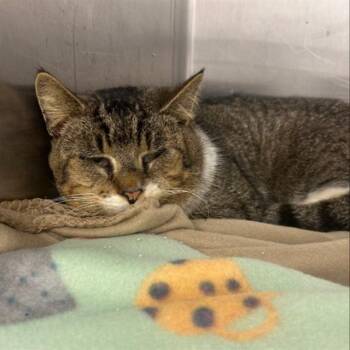 Domestic Short Hair Cats Available for Adoption in Boston, Massachusetts - POPEYE | PetCurious