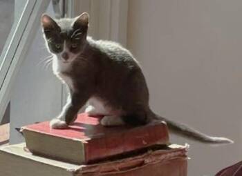 Heidi -  Domestic Short Hair Cat for Adoption in Sidney, British Columbia - Heidi | PetCurious