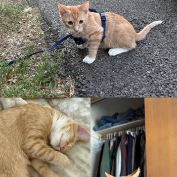 Maverick -  Domestic Short Hair Cat for Adoption in Durango, Colorado - Maverick | PetCurious