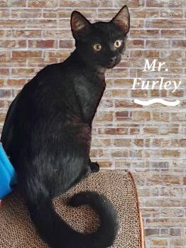 Rescue Domestic Short Hair Cats for Adoption in Monrovia, California - MR. FURLEY | PetCurious